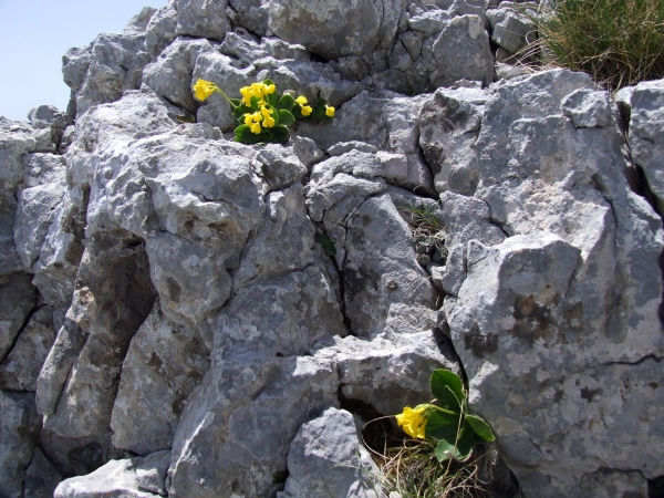 Primula auricula / Primula orecchia d''orso